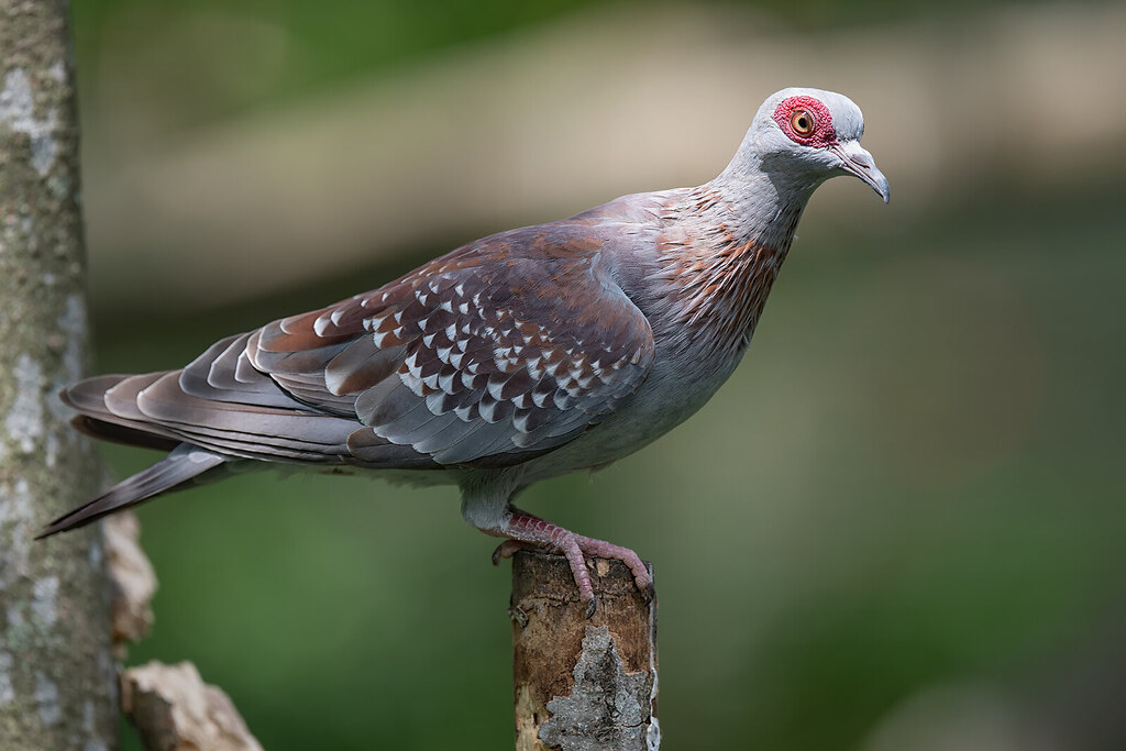 211207 Speckled Pigeon Scientific Name Columba guinea C… Flickr
