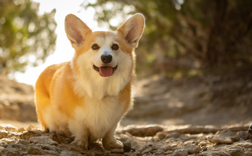 Walnut Creek Dog park Flickr
