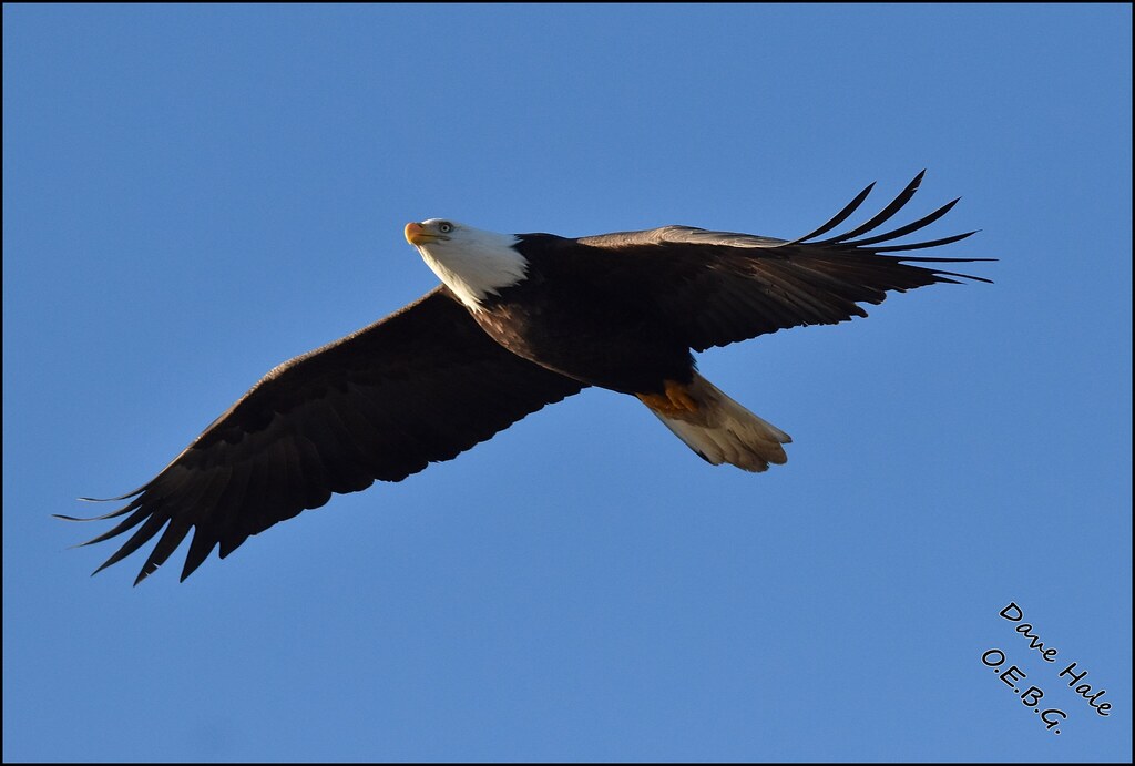 DRH_0134 Bald Eagles in Delta BC One Eyed Big Guy Flickr