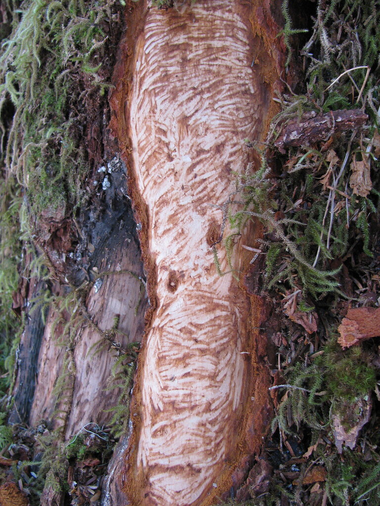 Porcupine Damage Flickr