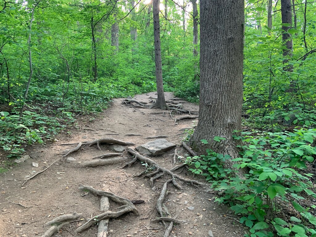 IMG_6828 Appalachian Trail, Bluemont, VA, 05/19/2021 John von Kerczek Flickr