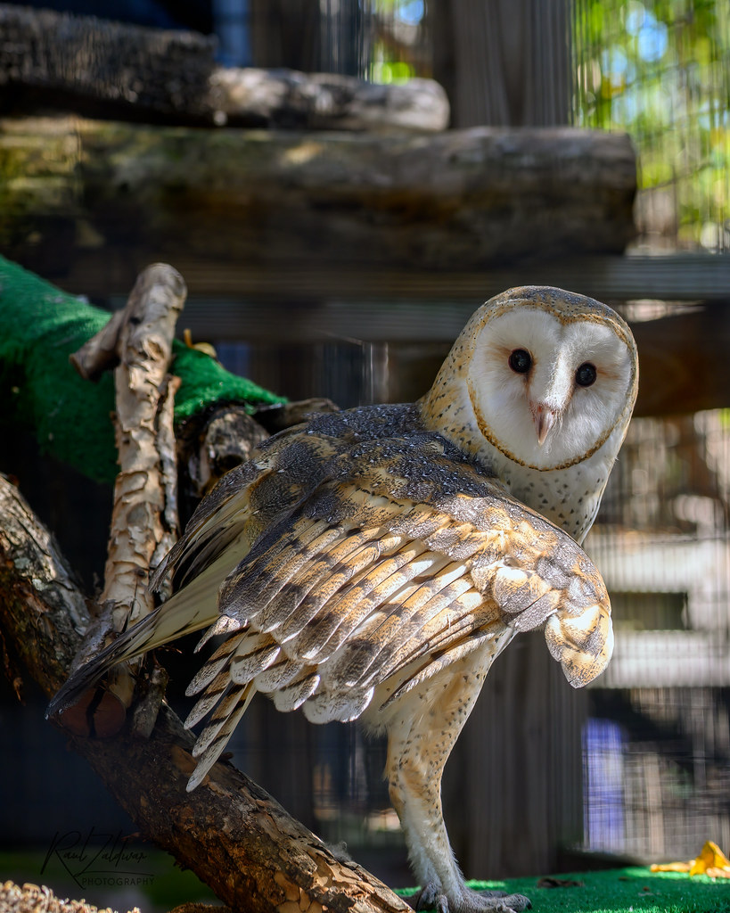 Barn Owl at the Florida Keys Wild Bird Rehabilitation Cent… Flickr