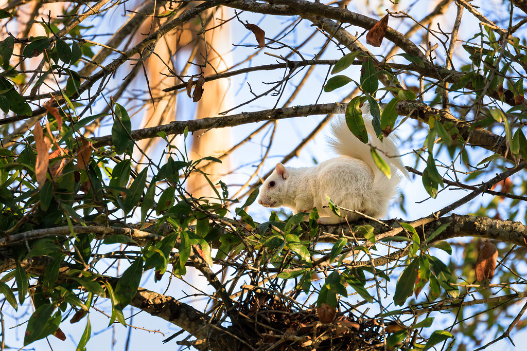 White Squirrel I had to make a quick trip to Pensacola thi… Flickr