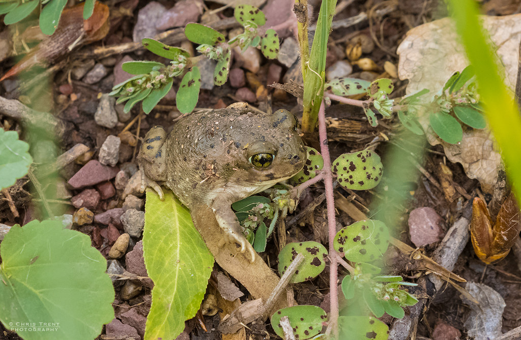 Mexican Spadefoot Toad 0155 These toads bury themselves in… Flickr