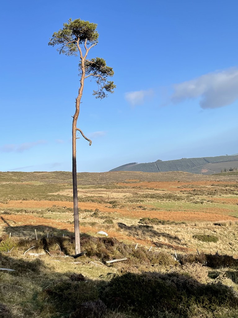 “On The Trail Of The Lonesome Pine” “Bracken Woods” Flickr