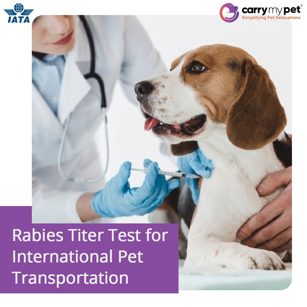 Rabies Titer Test for International Pet Transportation Flickr