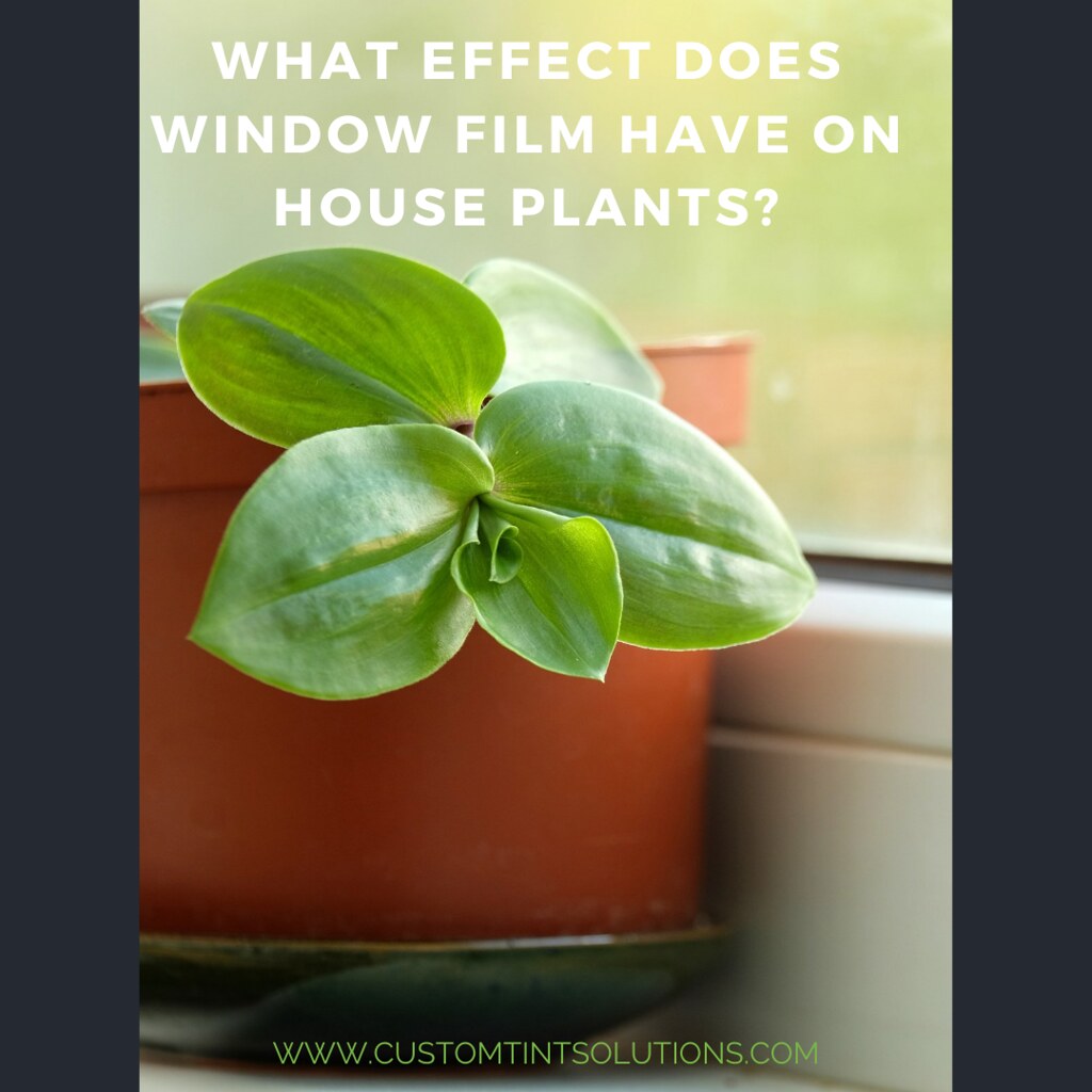 What Effect Does Window Film Have on House Plants? Flickr