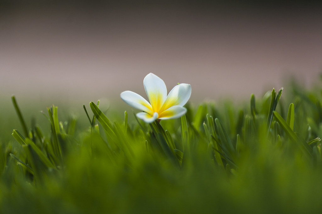 Bloom Every flower blooms in its own time!. Liquid Studios Flickr