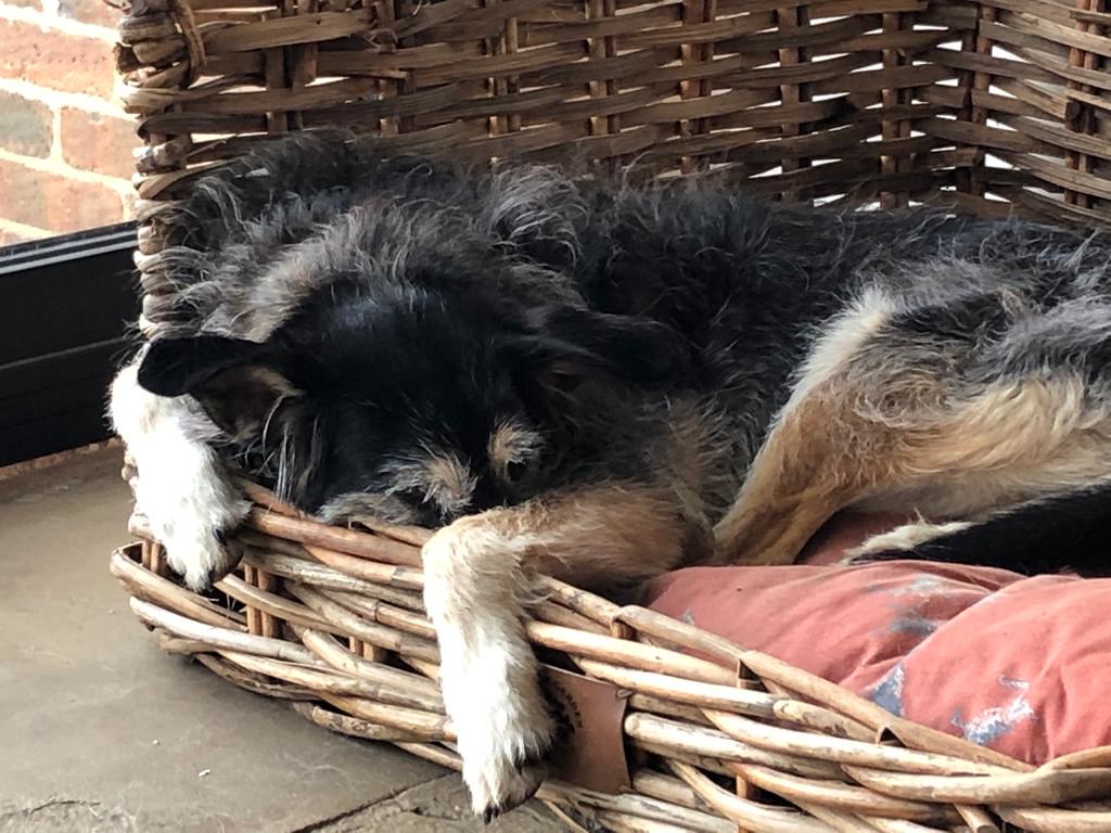 Pet Sitter in Loughton Pet Sitter in Loughton Flickr