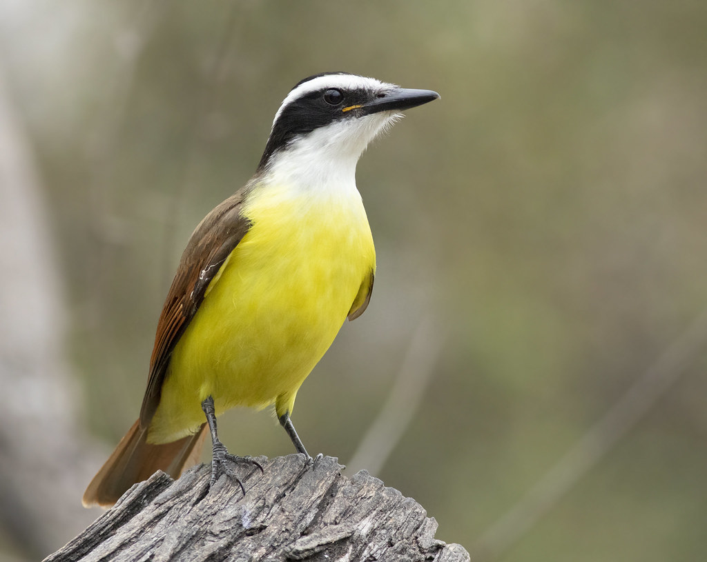Great Kiskadee Salineño Wildlife Preserve, Starr County, T… Flickr