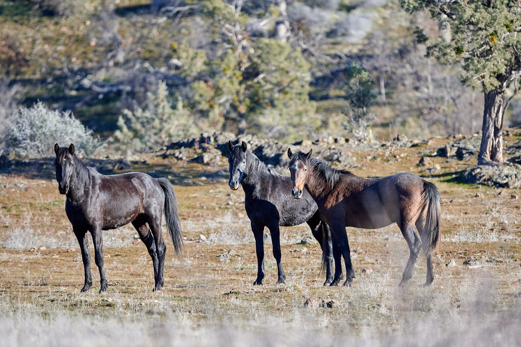 wild horses Horseshoe Ranch Wildlife Area Frank D. Lospalluto Flickr