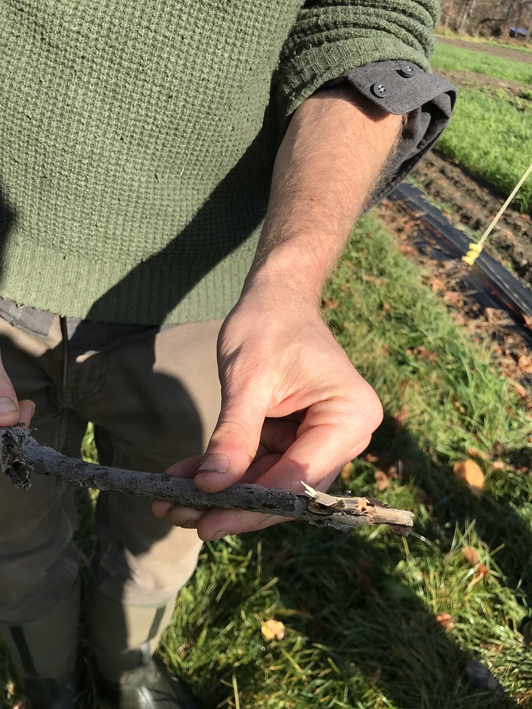 Bird and Bee Friendly Farming Diggers’ Mirth, November 2021 Flickr