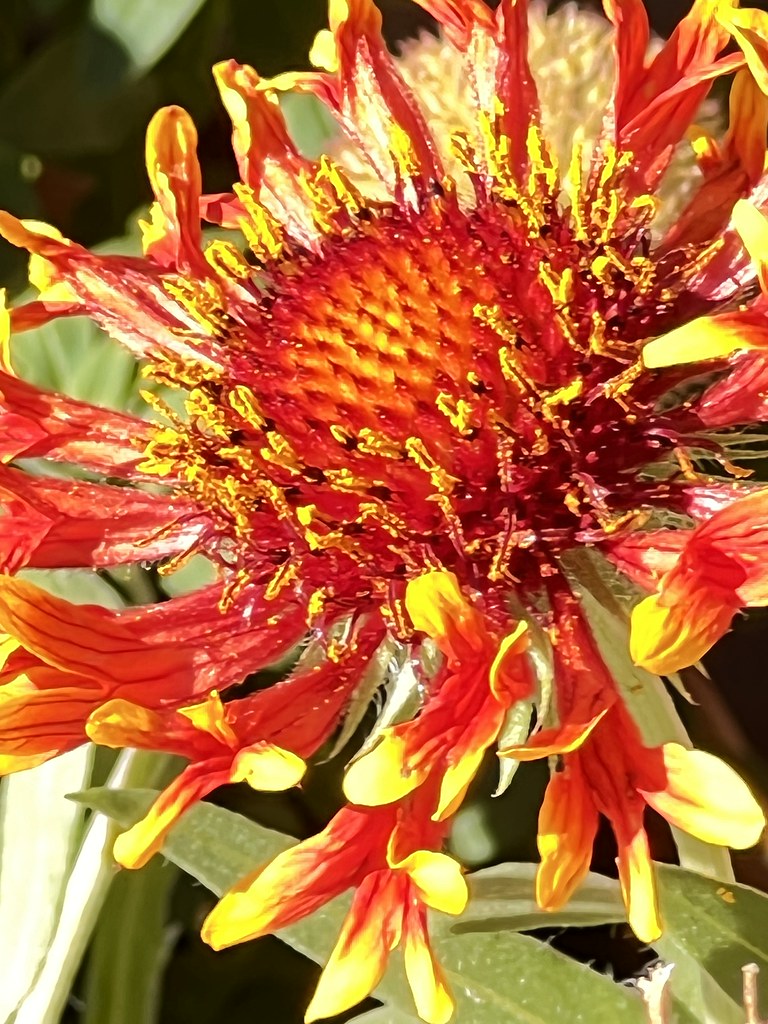 Gaillardia Warming In The January Sunshine From Wikipedia… Flickr