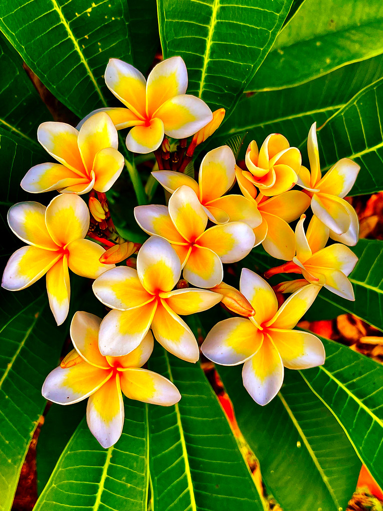 The Frangipani is, in fact, poisonous, but only if you eat… Flickr