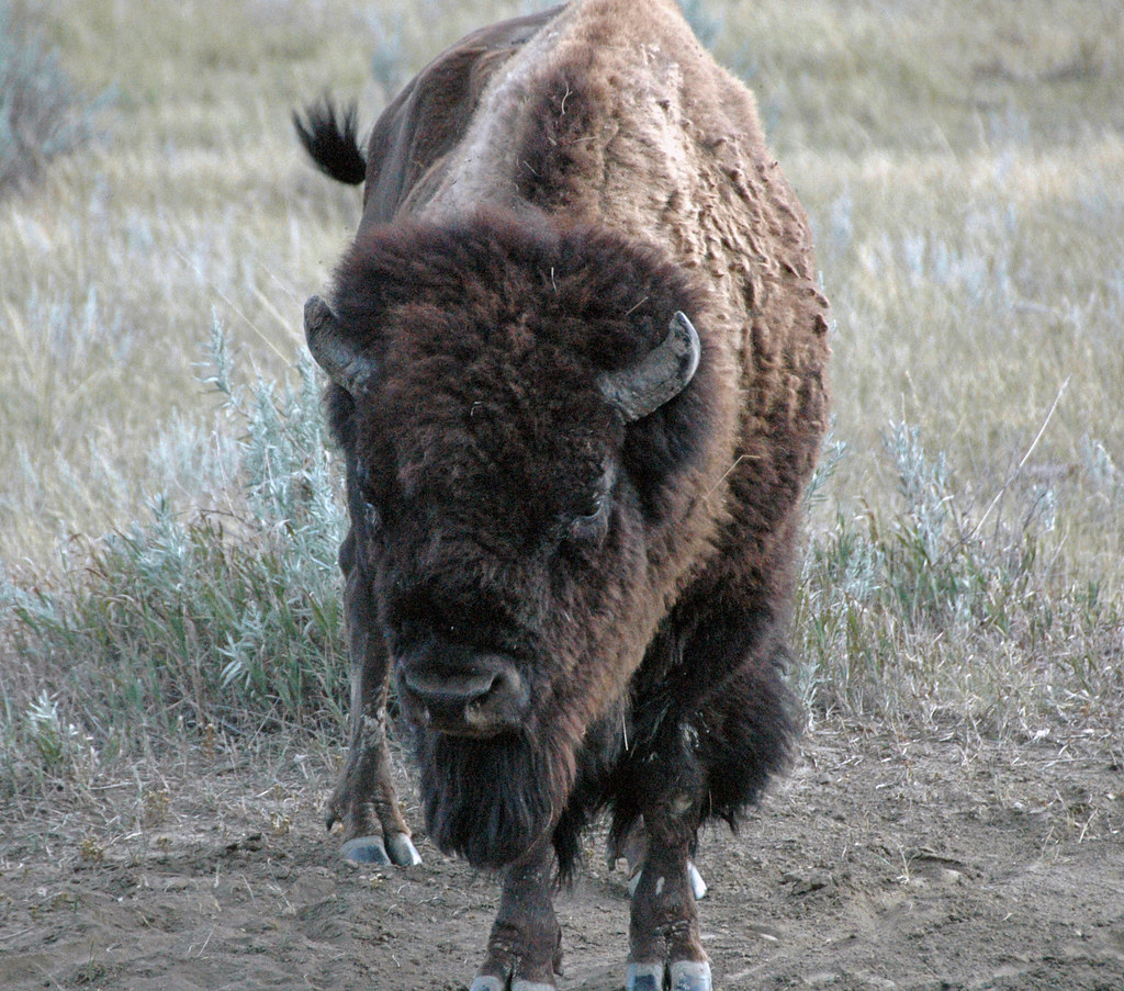 Bison bison (American plains buffalo) (Little Missouri Bad… Flickr