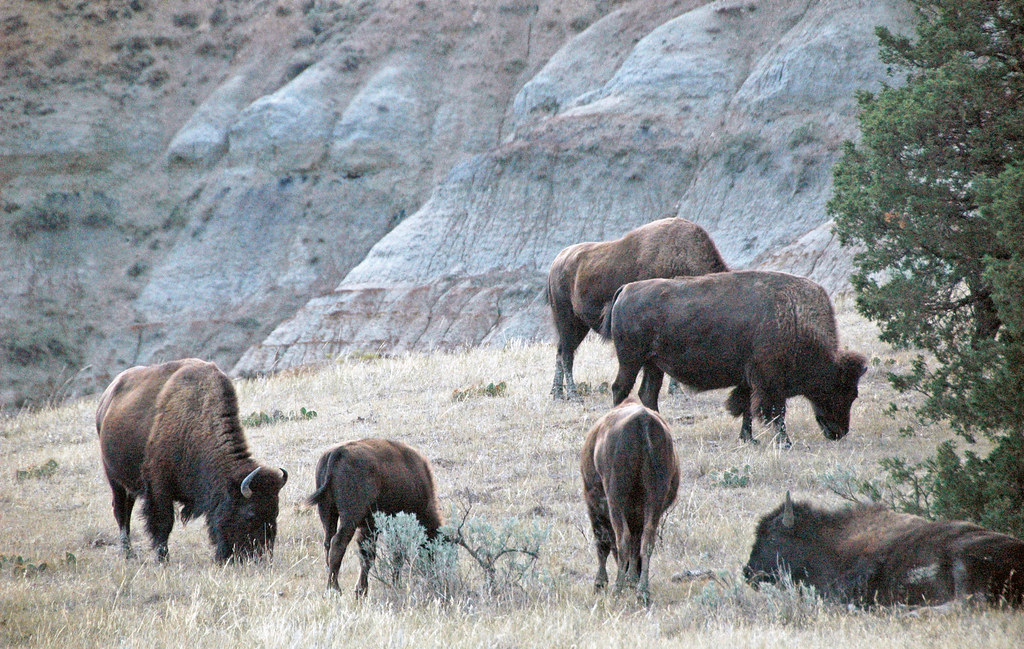 Bison bison (American plains buffalo) (Little Missouri Bad… Flickr