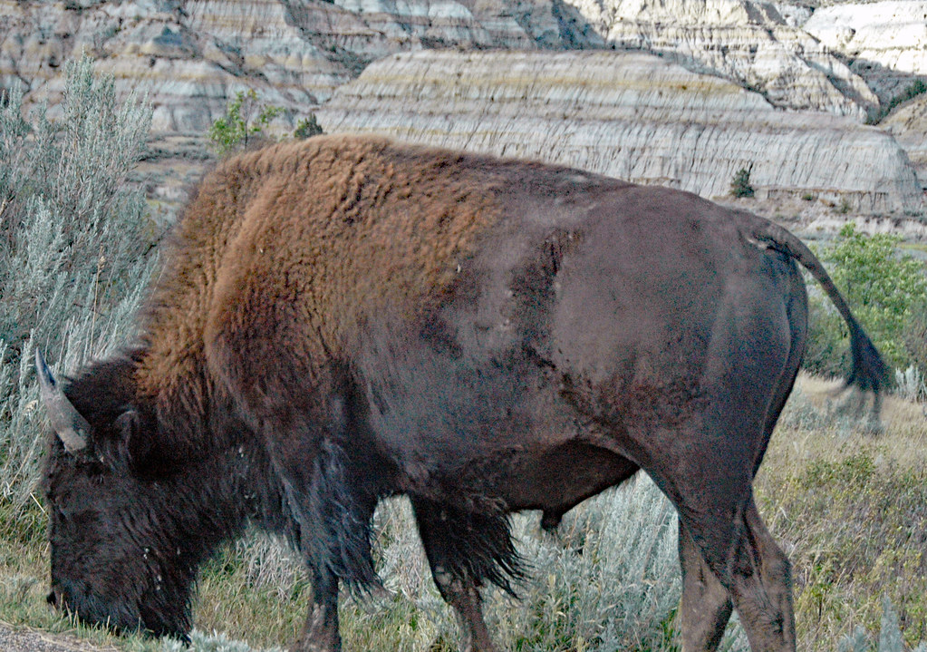 Bison bison (American plains buffalo) (Little Missouri Bad… Flickr