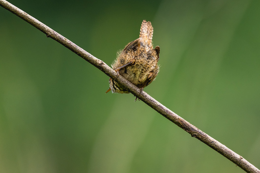 Head down arse up A wren from a different perspective Harvey