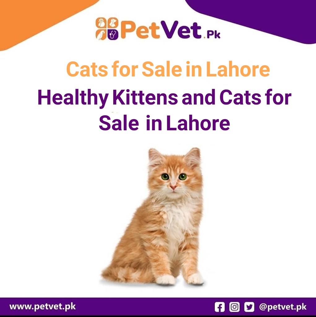 Cats for sale in Lahore Petvet In Pakistani cities, Petv… Flickr