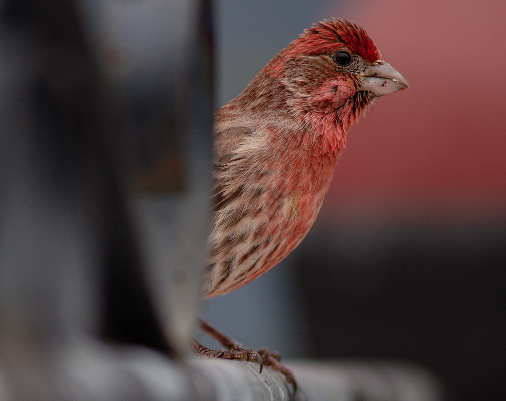 Finch Michigan House Finch in January Edwina Murphy Flickr