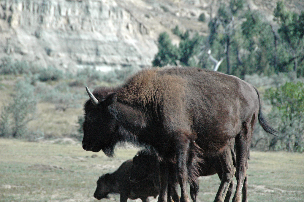 Bison bison (American plains buffalo) (Little Missouri Bad… Flickr