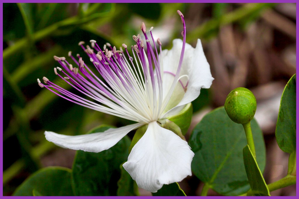 Caper Bush Flower,……..capparis spinosa. Misic Flickr
