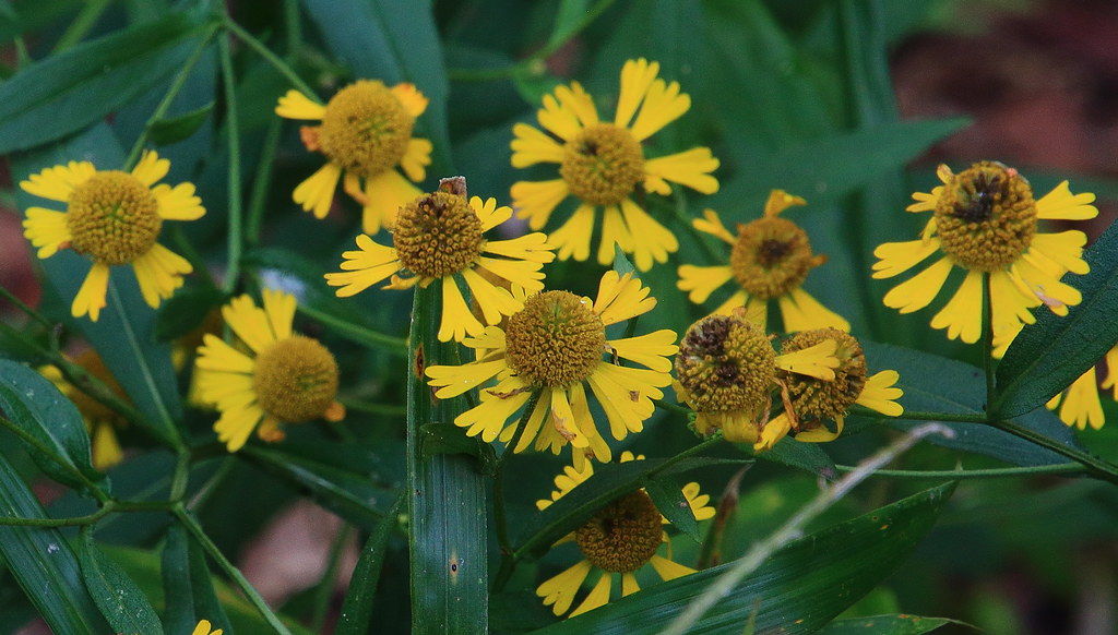 Sneezeweed (wildflower) Boxley Valley, Northwest Arkansa… Flickr