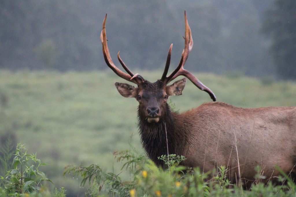 IMG_0385 Elk & Bison Prairie at Land Between the Lakes Nat… Flickr