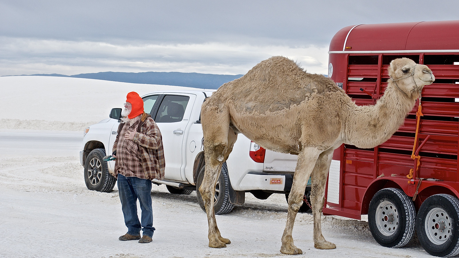 Critters & Wildlife Flickr