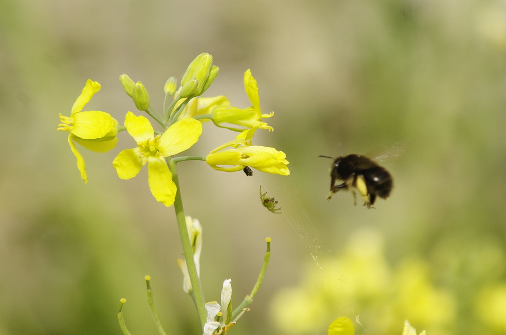 Penrose Walled Garden April 2019 Flickr
