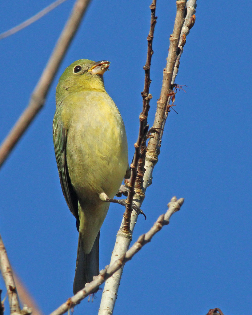 Painted Bunting (Passerina ciris) Orlando Wetland Park, Or… Flickr