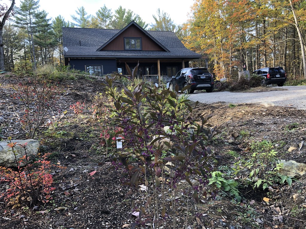 Beautyberry Purple edible berries. Jerry Gagne Flickr