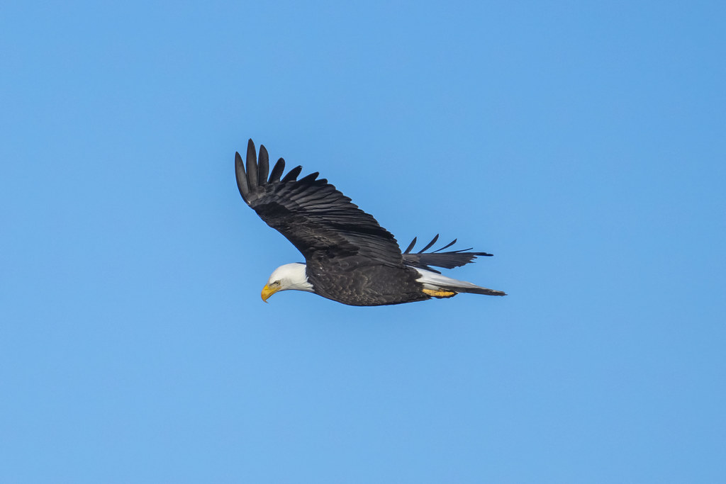 Flying Eagle Klamath National Wildlife Refuge Tule Lake So… Flickr