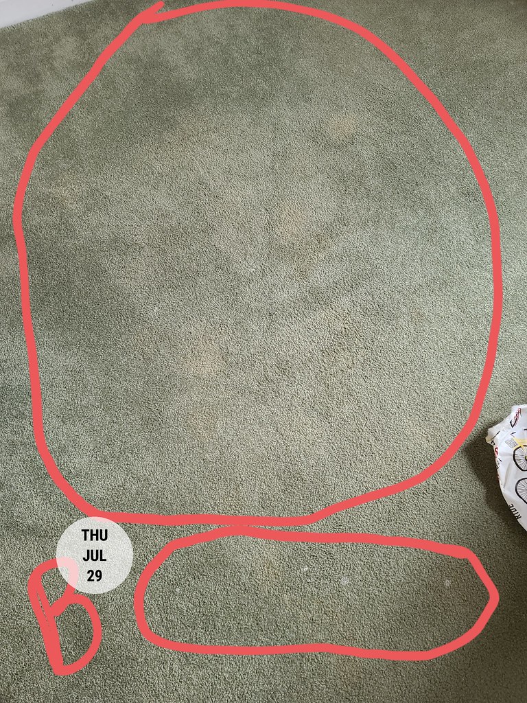 Carpet ruined by Bill Belcher Betty swick Flickr