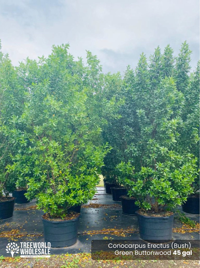 45 Gal Conocarpus Erectus Green Buttonwood Bush G … Flickr