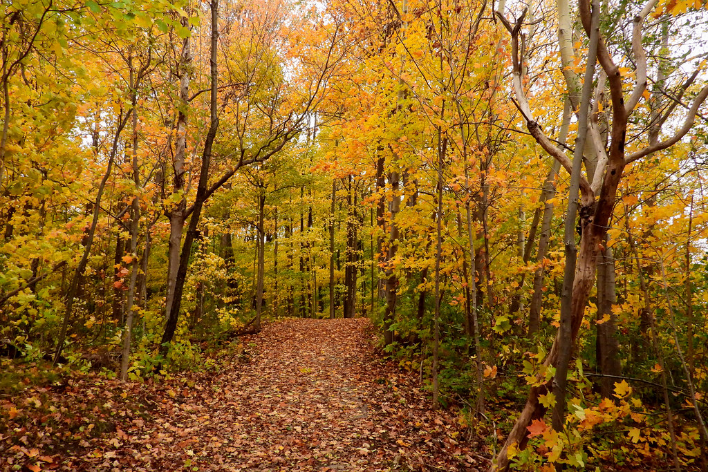 Guelph Arboretum Marek102 Flickr