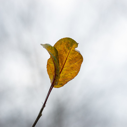 Leaf against sky 2 Hedon Photo Walk with 100mm macro lens.… Hedon