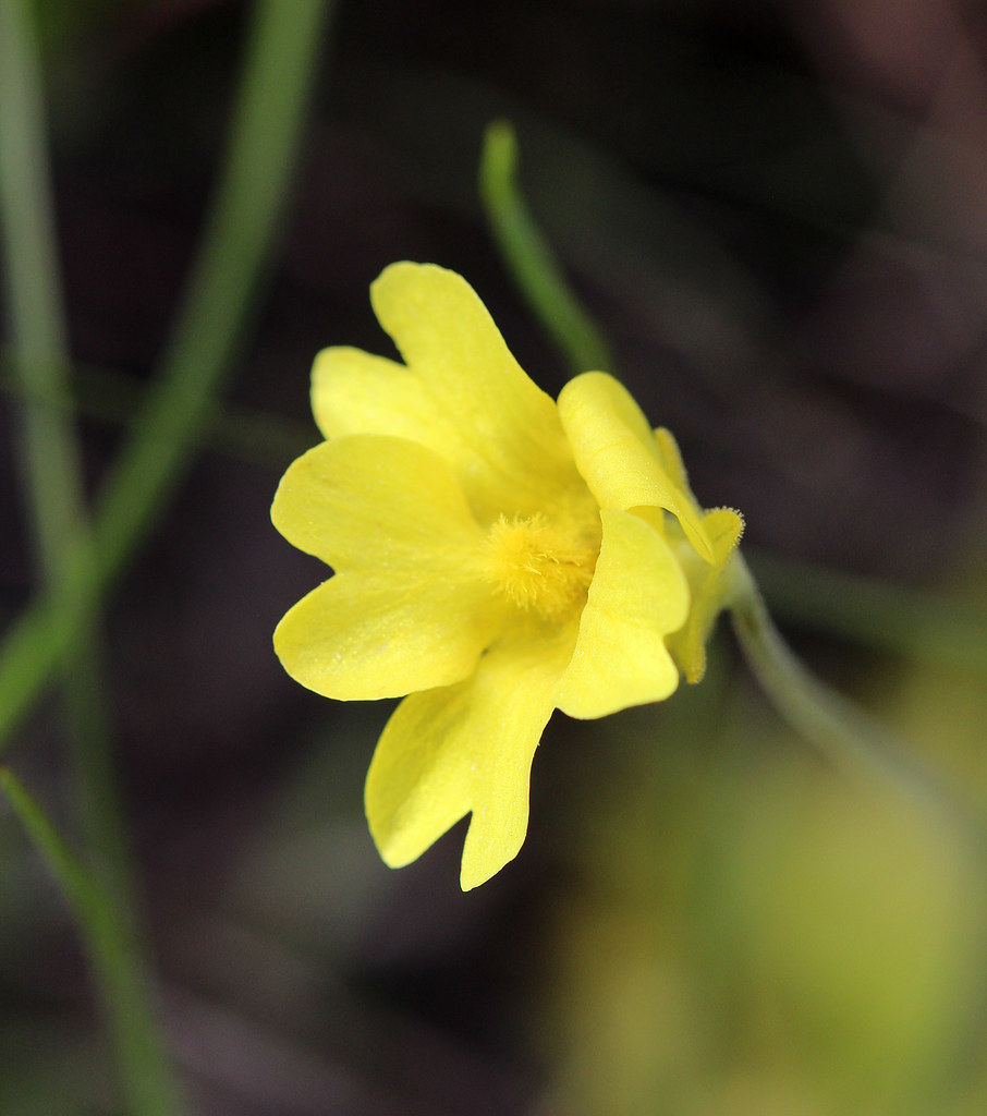 Yellow Butterwort a photo on Flickriver