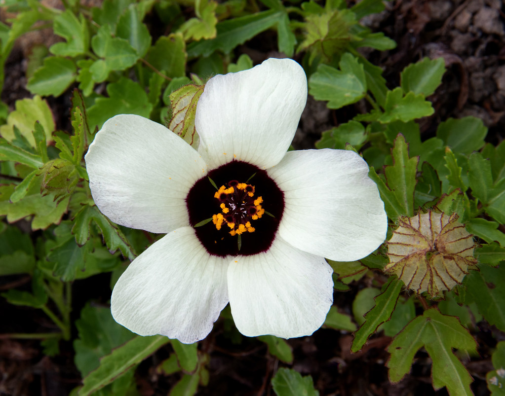 NZ Hibiscus diversifolius Showing flower and seedhead Flickr