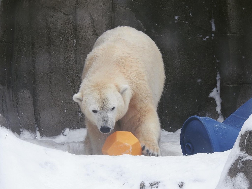 IG edits Snowflake the polar bear at the Pittsburgh Zoo Andrew King
