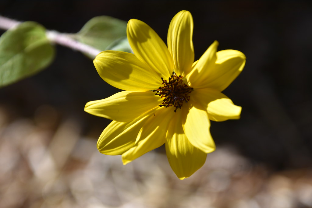 Little Sunflower Bending over Susan Pride Flickr