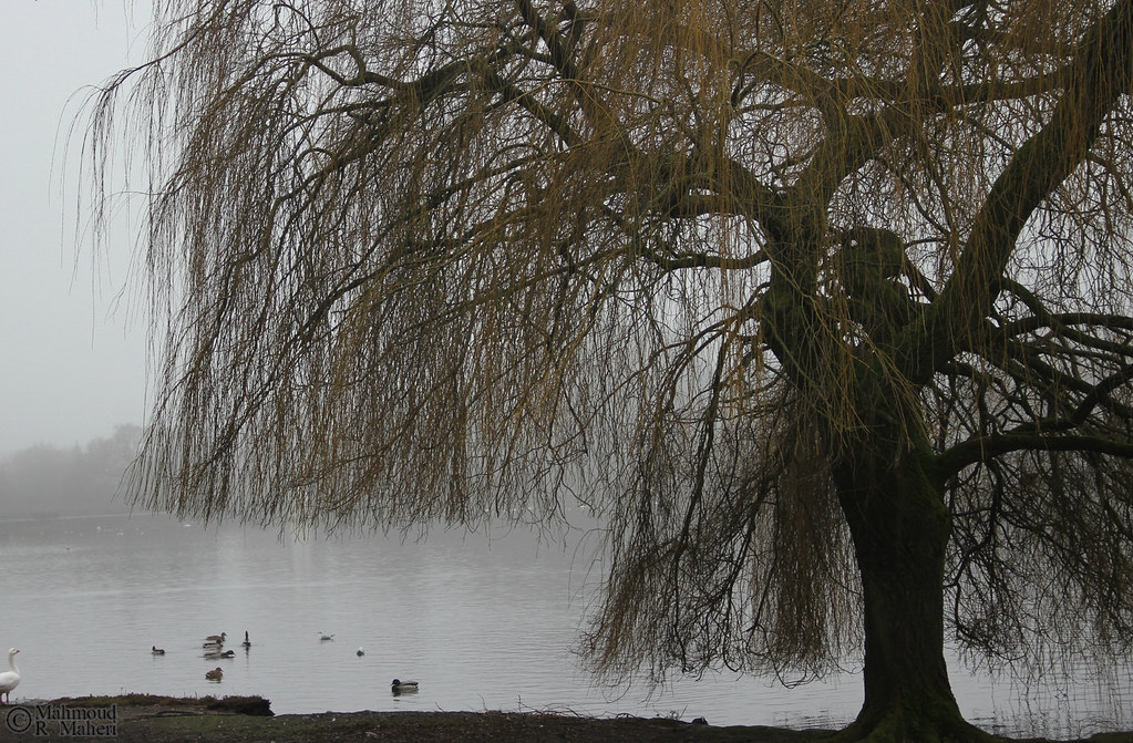 Lakeside (3) Roath Park Lake, Cardiff, UK, January 2020 Mahmoud