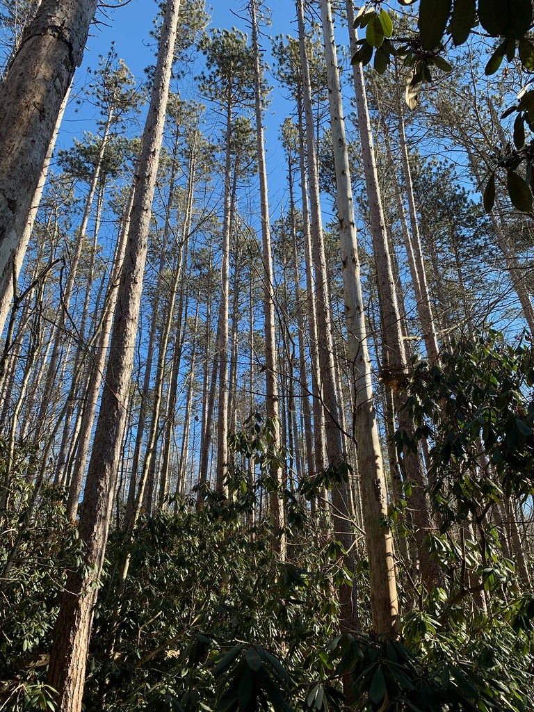 Great Pond Forest, Simsbury grosbeak_1 Flickr