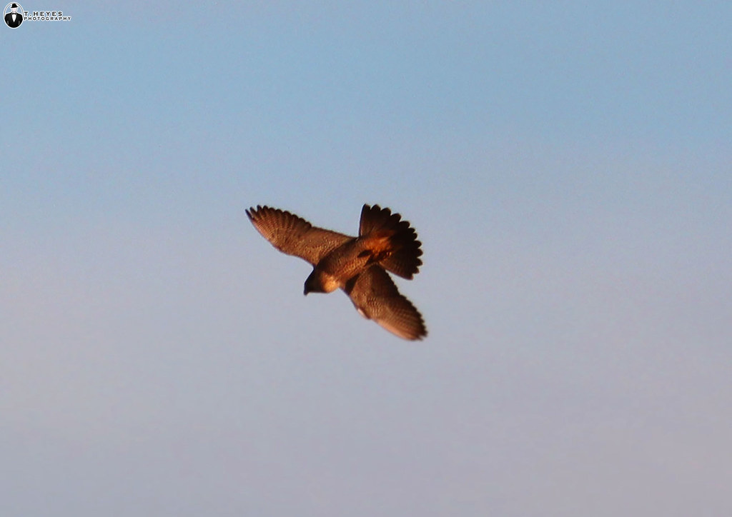 Peregrine Falcon Robin Hood's Bay, North Yorkshire Tom Heyes Flickr
