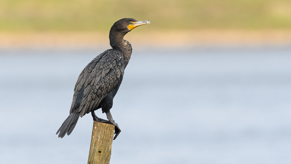Double Crested Cormorant Bond Park, Cary, North Carolina Flickr