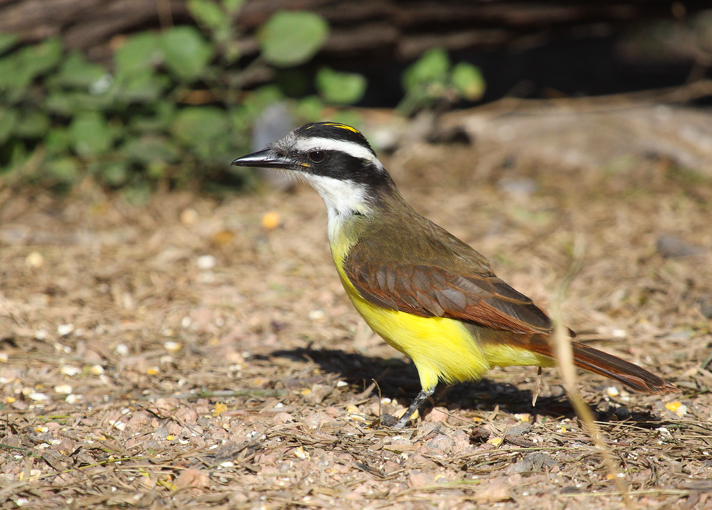 Great Kiskadee Salineño Wildlife Preserve, Starr County, T
