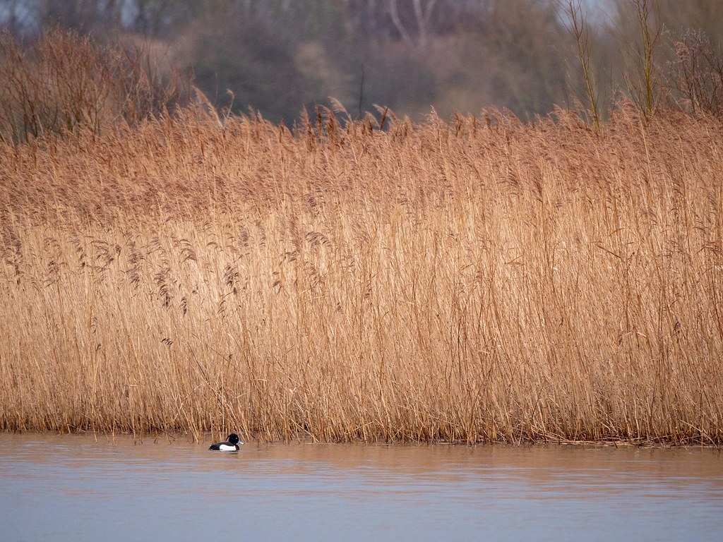 Phragmites Reed bed...and Tufted Duck. S.Yorks. Ben Reavey Flickr