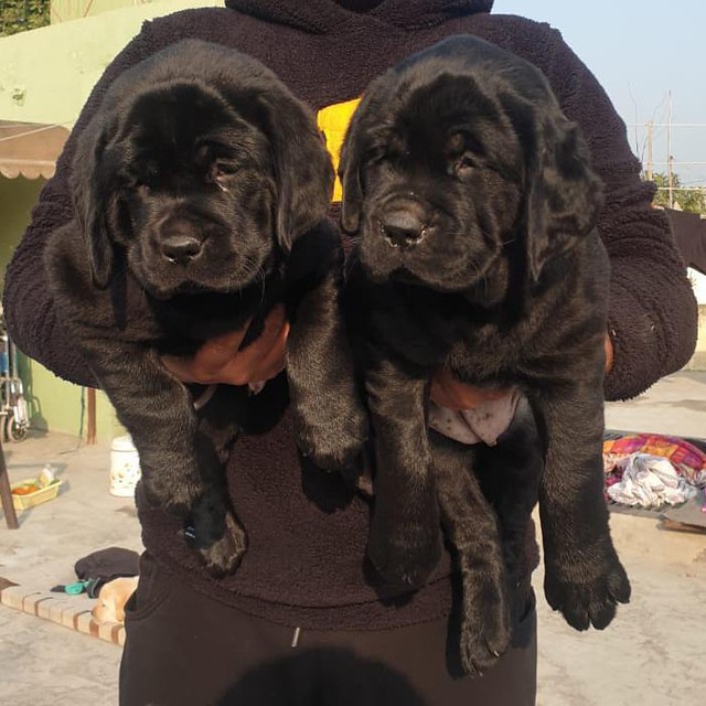 Quality Pets Care Quality Pet Care is one of the magnifice… Flickr