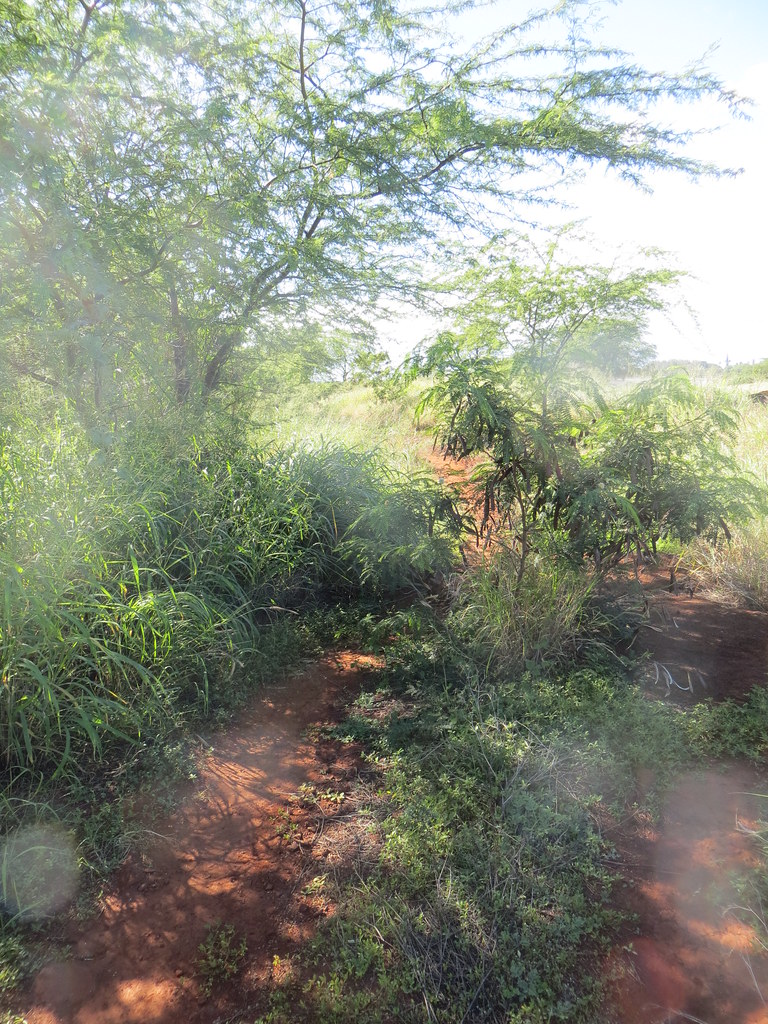 Pa'ula'ula / "Russian Fort Elizabeth" frakjoe Flickr