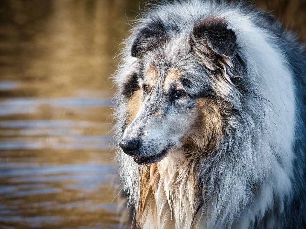 Collie Wobbles c.marney Flickr